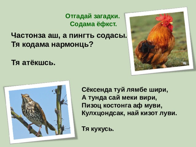 Отгадай загадки.  Содама ёфкст. Частонза аш, а пингть содасы. Тя кодама нармонць?  Тя атёкшсь.  Сёксенда туй лямбе шири, А тунда сай меки вири, Пизоц костонга аф муви, Кулхцондсак, най кизот луви.  Тя кукусь. 
