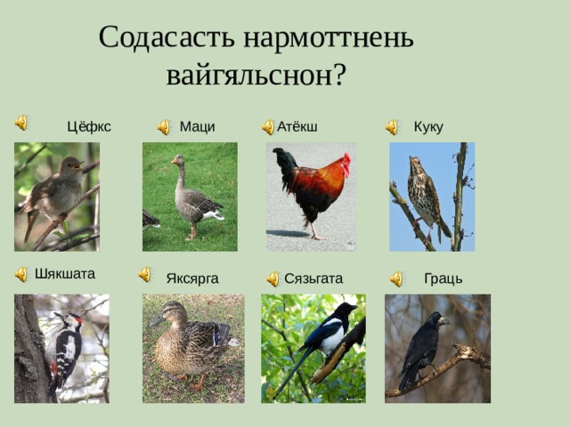 Содасасть нармоттнень вайгяльснон? Атёкш Цёфкс Куку Маци Шякшата Сязьгата Граць Яксярга 