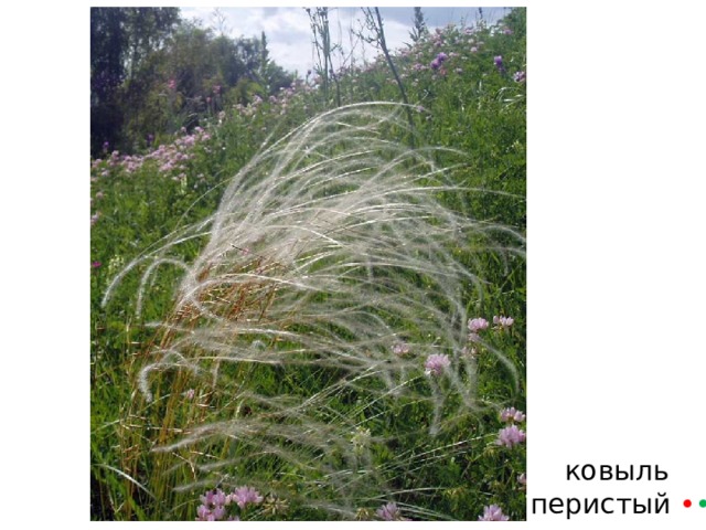 ковыль  перистый • • 