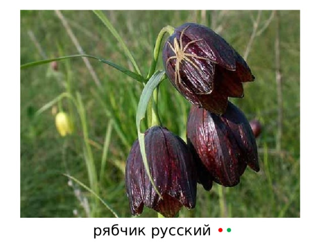 рябчик русский • • 