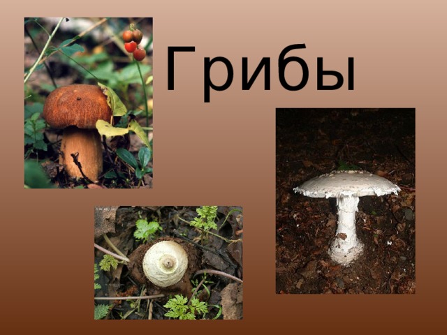 Грибы 