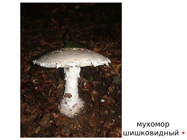 мухомор  шишковидный • 