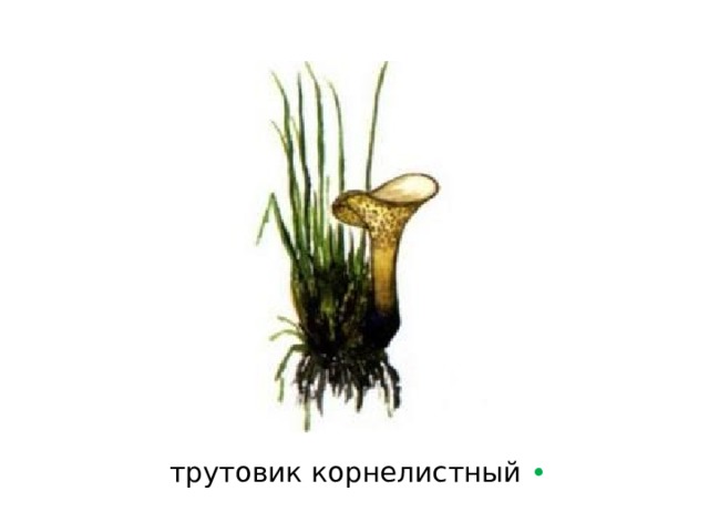 трутовик корнелистный  • 