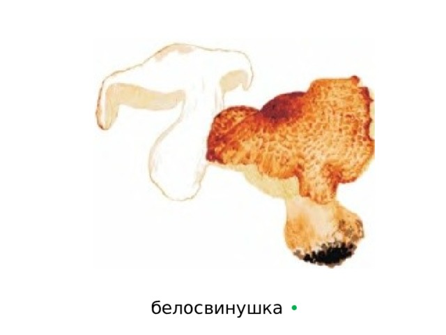 белосвинушка  • 