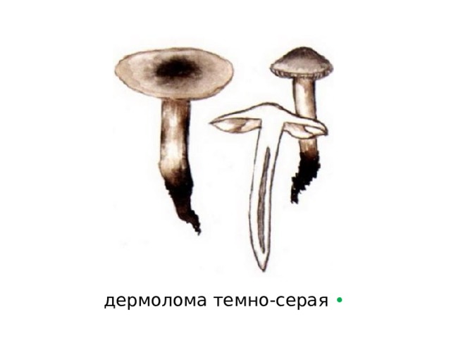 дермолома темно-серая  • 
