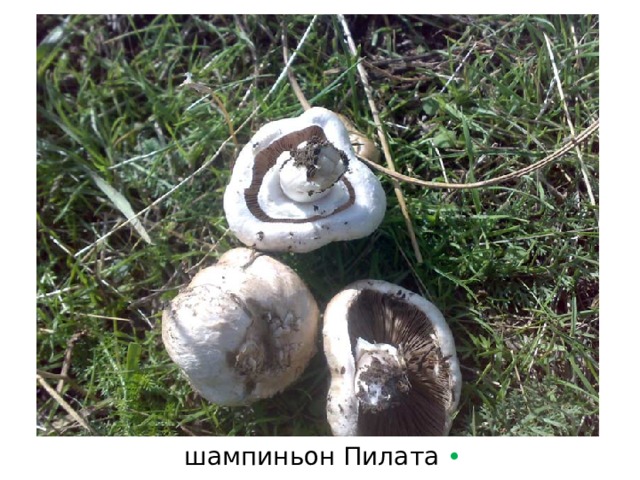 шампиньон Пилата  • 
