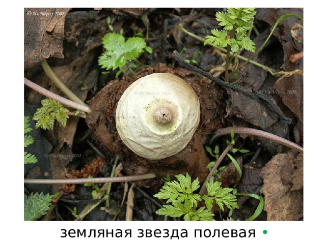 земляная звезда полевая  • 
