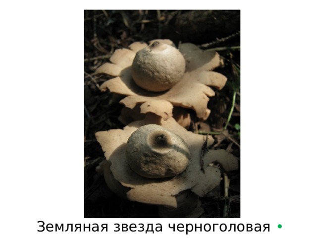 Земляная звезда черноголовая  • 