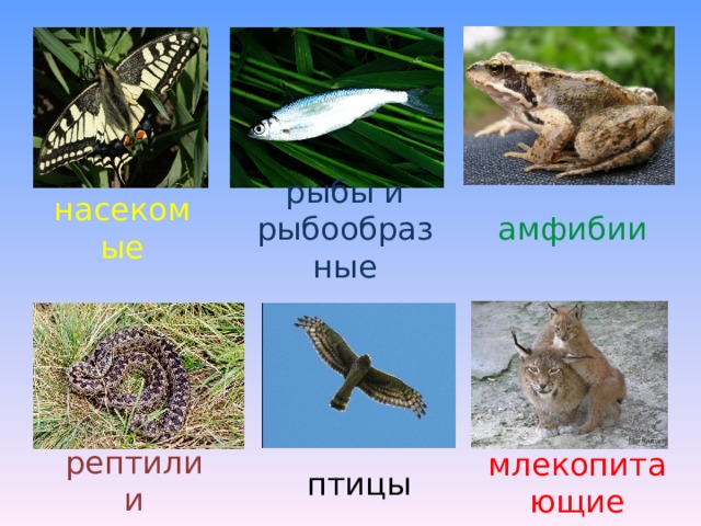 насекомые рыбы и рыбообразные амфибии рептилии млекопитающие птицы 