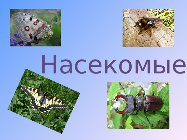 Насекомые  