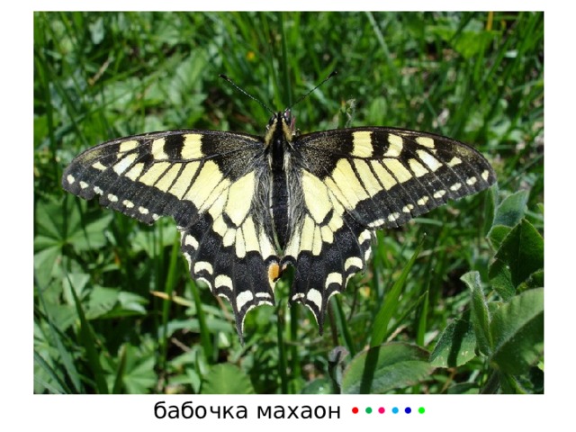 бабочка  махаон • • • • • • 