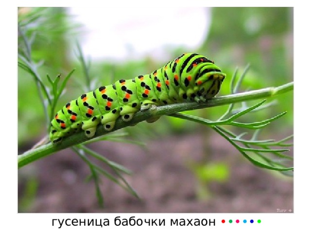 гусеница бабочки махаон • • • • • • 