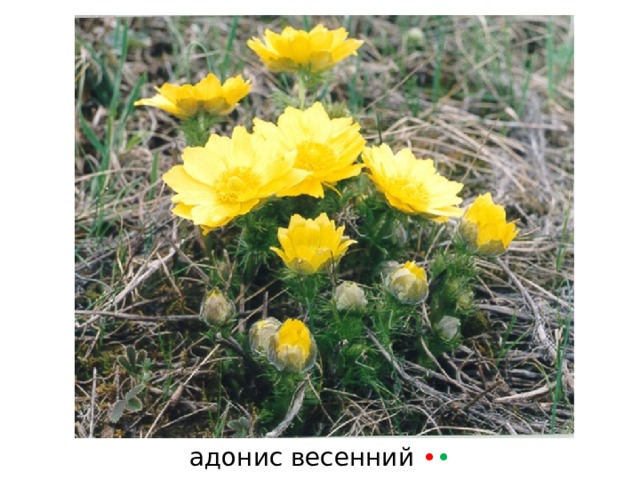 адонис весенний • • 