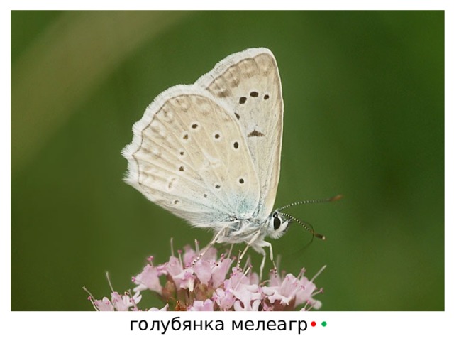 голубянка мелеагр • • 