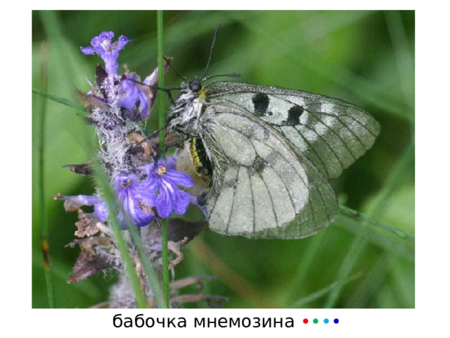 бабочка мнемозина • • • • 