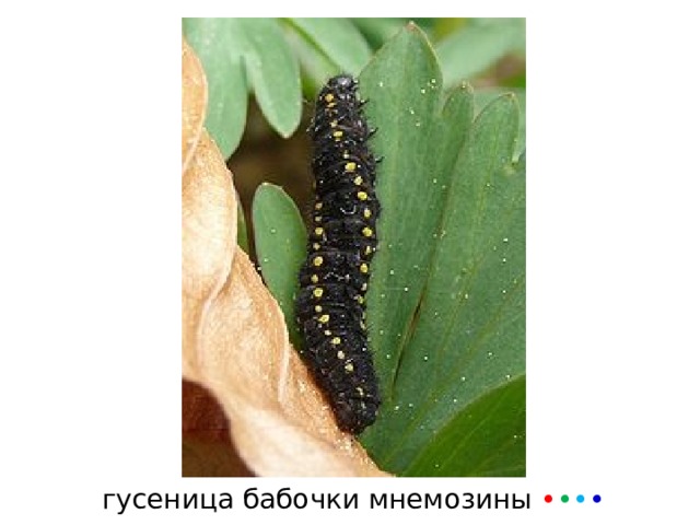 гусеница бабочки мнемозины • • • • 