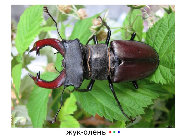 жук-олень • • • 
