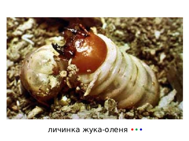 личинка жука-оленя • • • 
