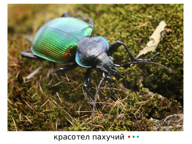 красотел пахучий • • • 