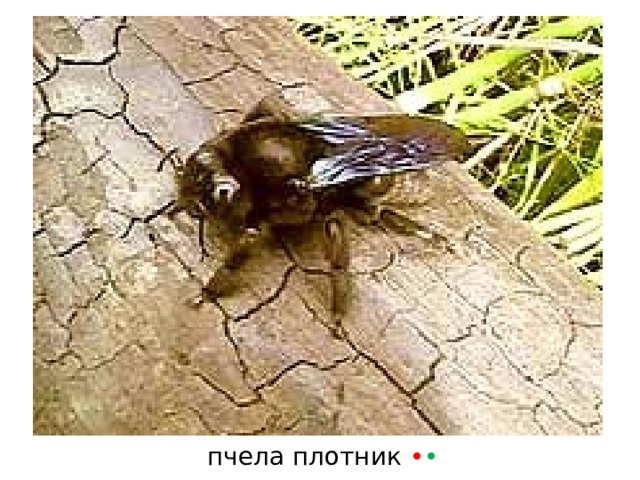 пчела плотник • • 