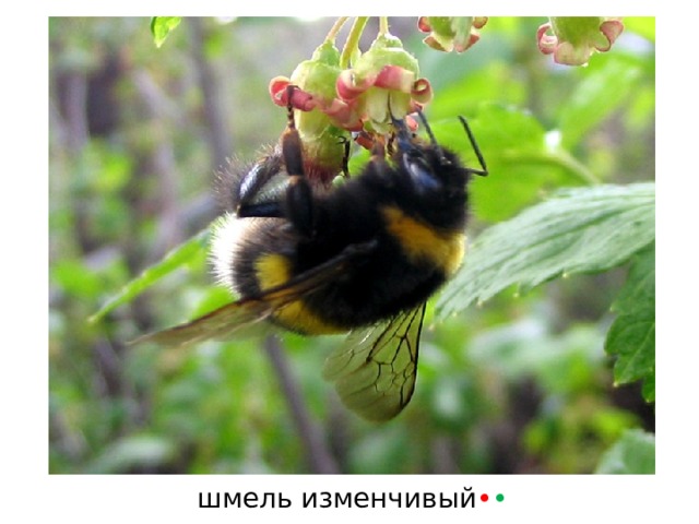 шмель изменчивый • • 
