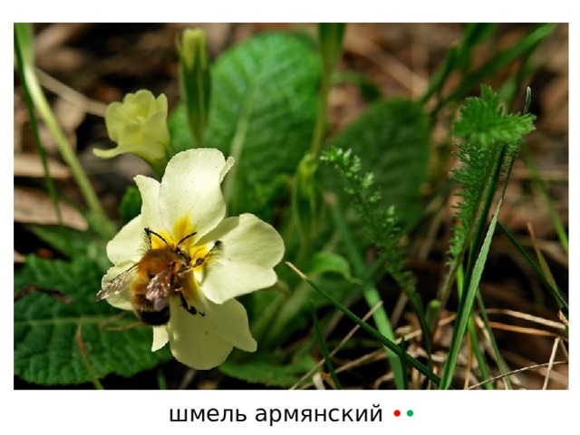 шмель армянский • • 