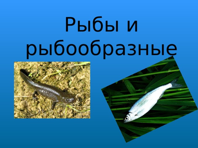 Рыбы и рыбообразные 