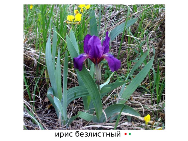 ирис безлистный • • 