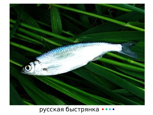 русская быстрянка • • • • 