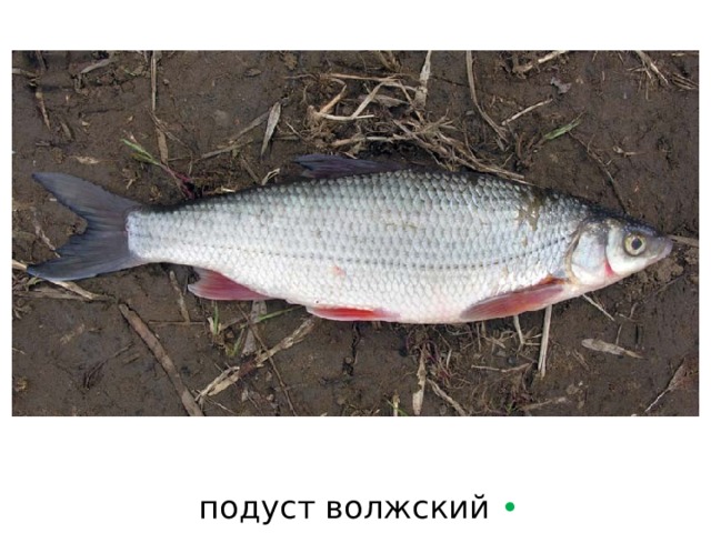 подуст волжский  • 