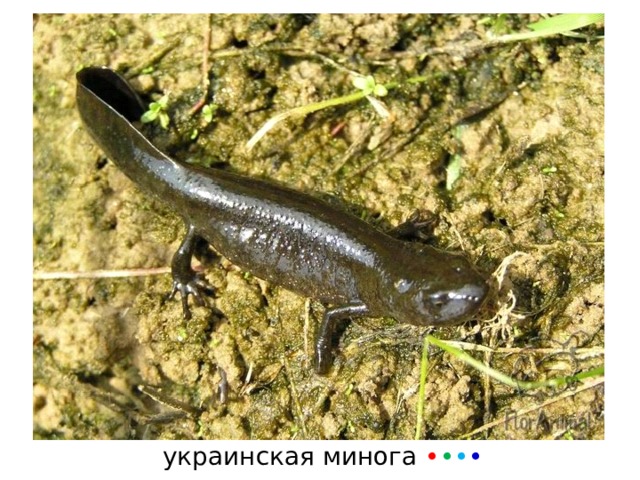 украинская минога • • • • 