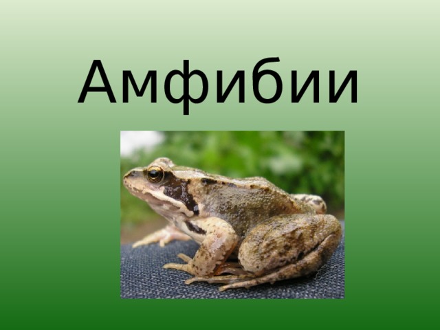 Амфибии 