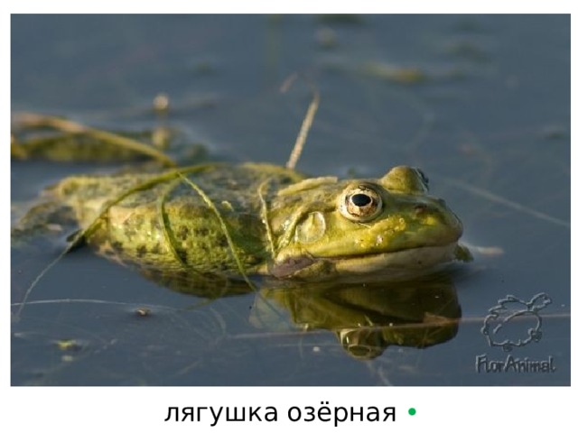 лягушка озёрная  • 