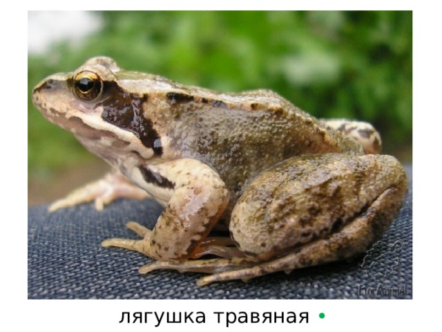 лягушка травяная  • 