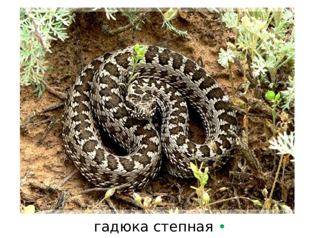 гадюка степная  • 