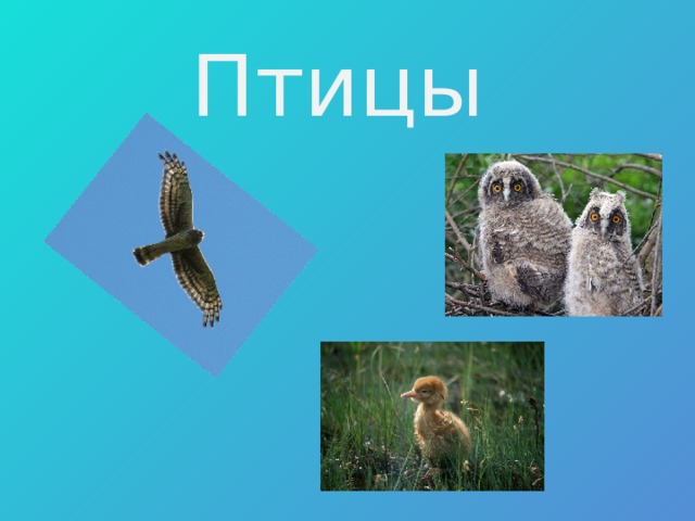 Птицы  