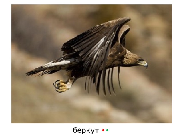беркут • •  