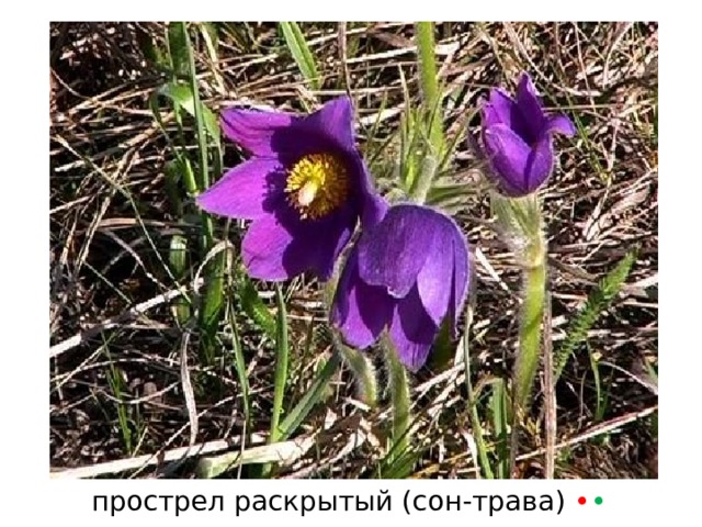 прострел раскрытый (сон-трава) • • 