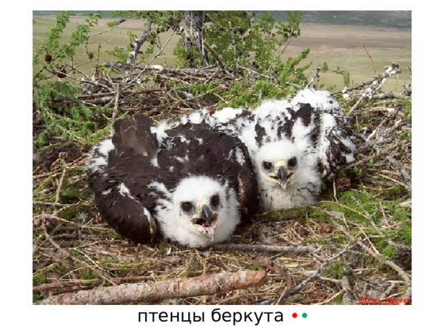 птенцы беркута • • 