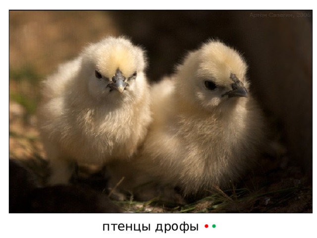 птенцы дрофы • • 