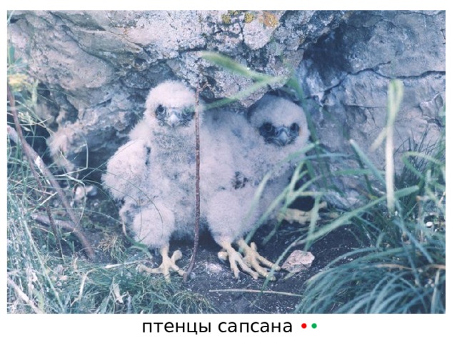 птенцы сапсана • • 