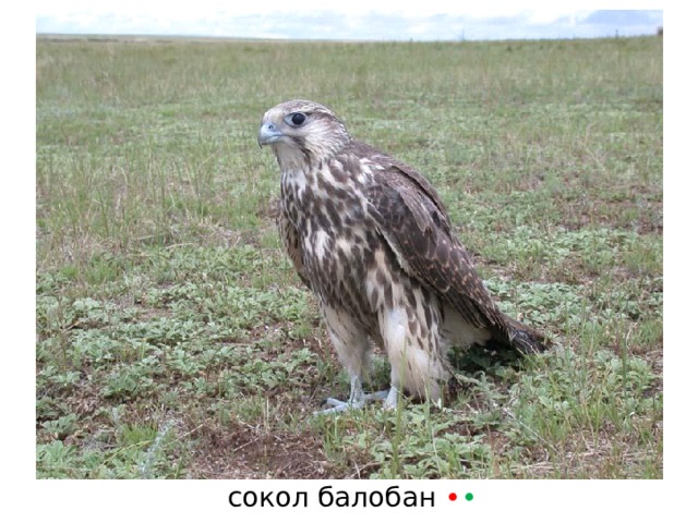 сокол балобан • • 