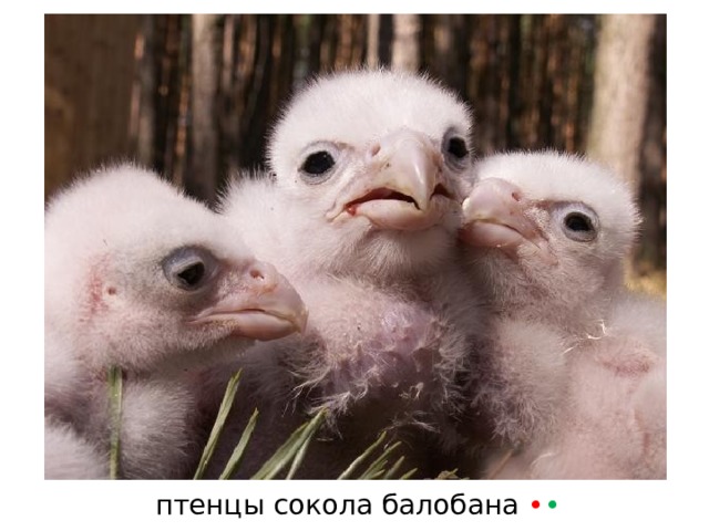 птенцы сокола балобана • • 