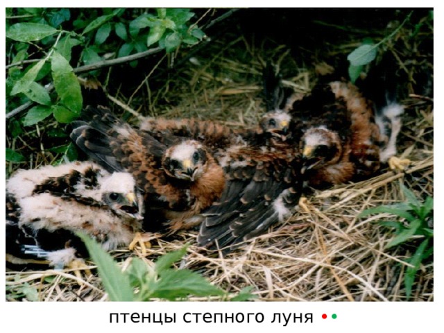 птенцы степного луня • • 