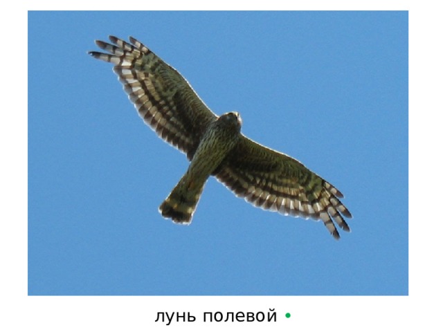 лунь полевой  • 