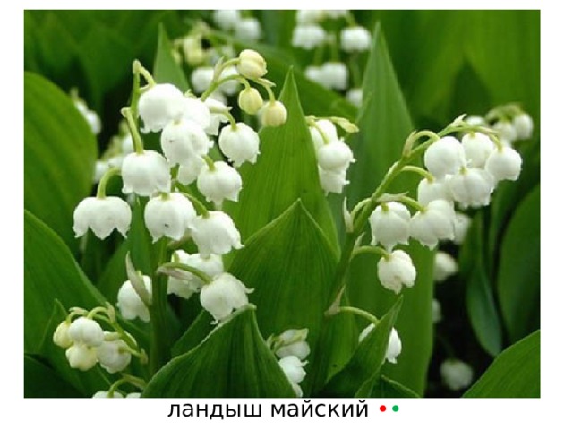 ландыш майский • • 
