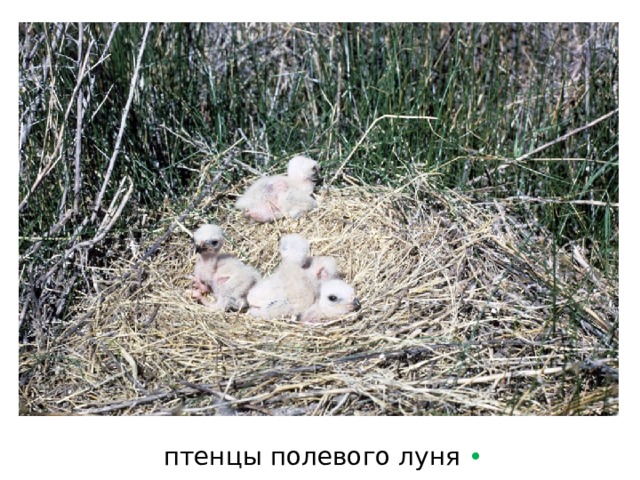 птенцы полевого луня  • 