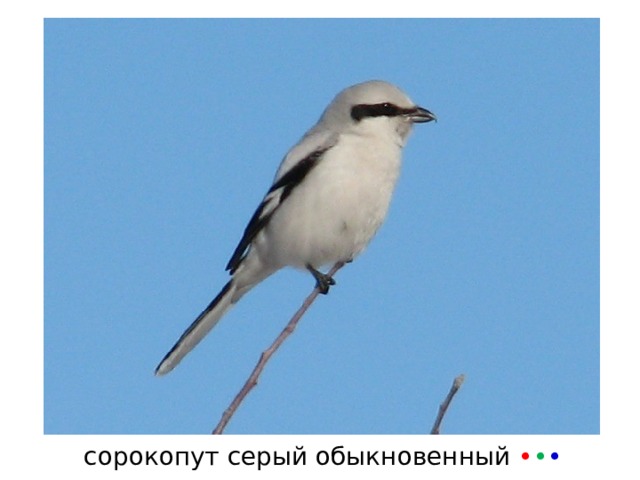 сорокопут серый обыкновенный • • • 
