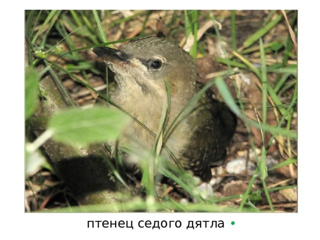 птенец седого дятла  • 
