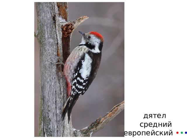 дятел  средний  европейский • • • 